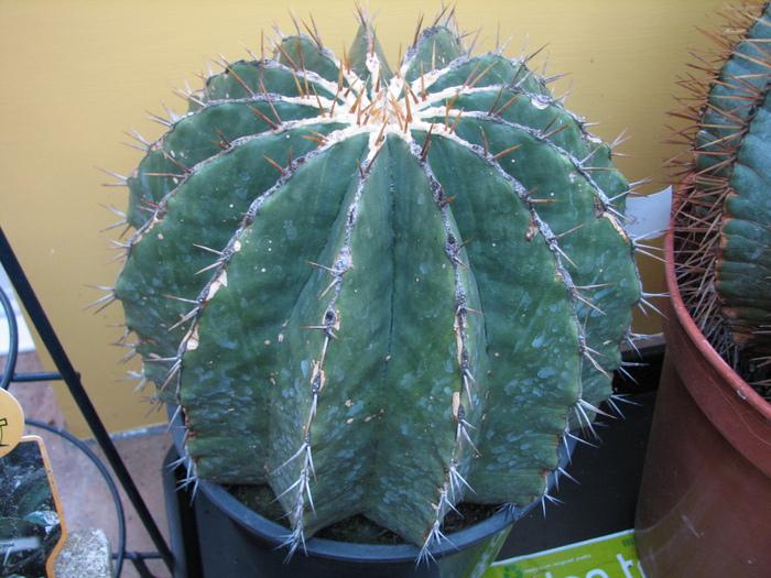 Echinocactus visnaga