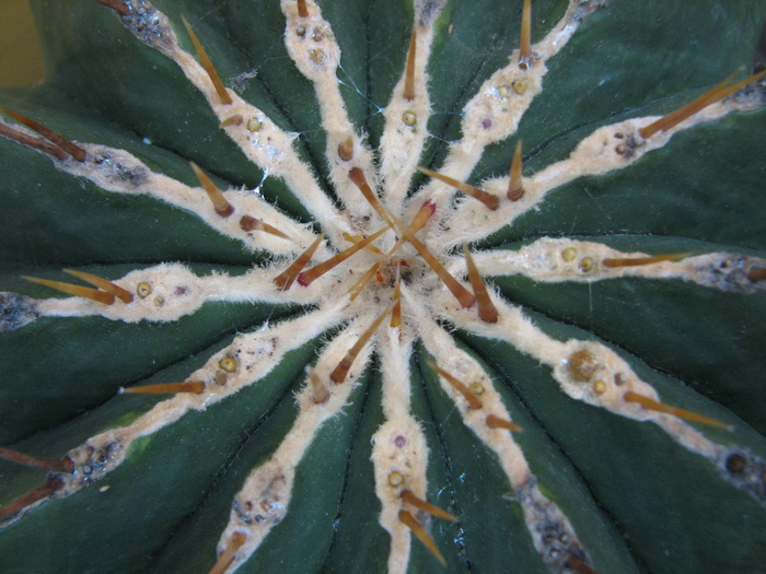 Echinocactus visnaga