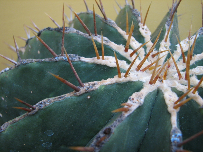 Echinocactus visnaga