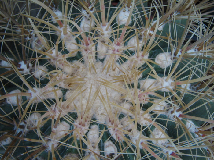 Ferocactus chrysacanthus