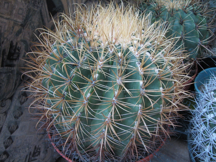 Ferocactus chrysacanthus