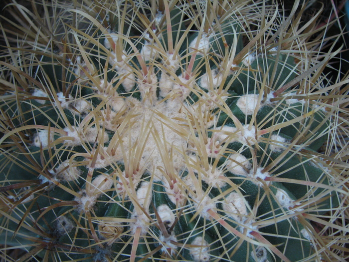 Ferocactus chrysacanthus