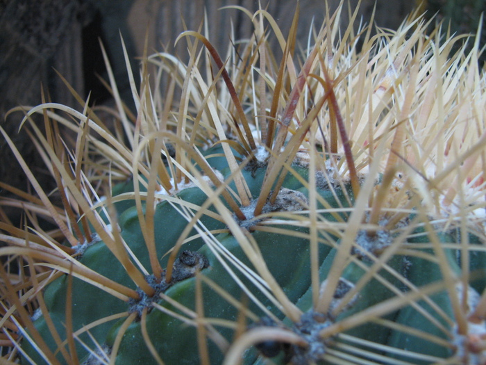 Ferocactus chrysacanthus