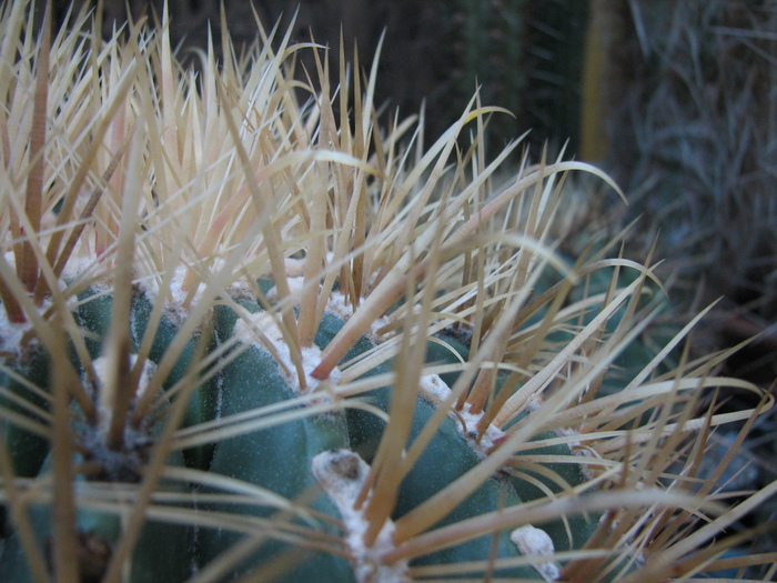 Ferocactus chrysacanthus - Ferocactus