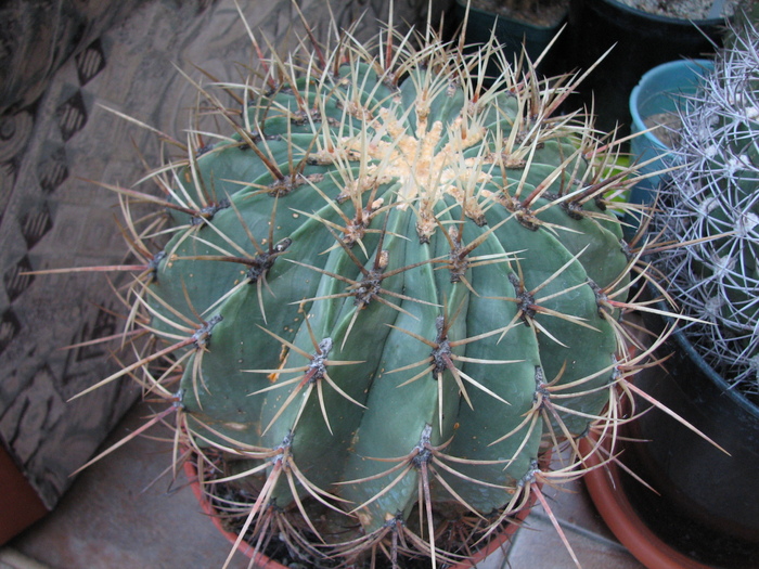 Ferocactus diguetii - Ferocactus