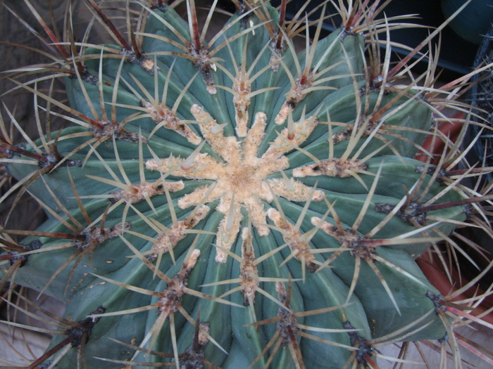 Ferocactus diguetii