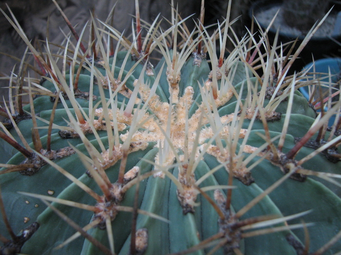 Ferocactus diguetii