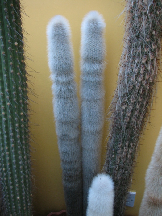 Columnar 3 - posibil Cleistocactus strausii - Columnari