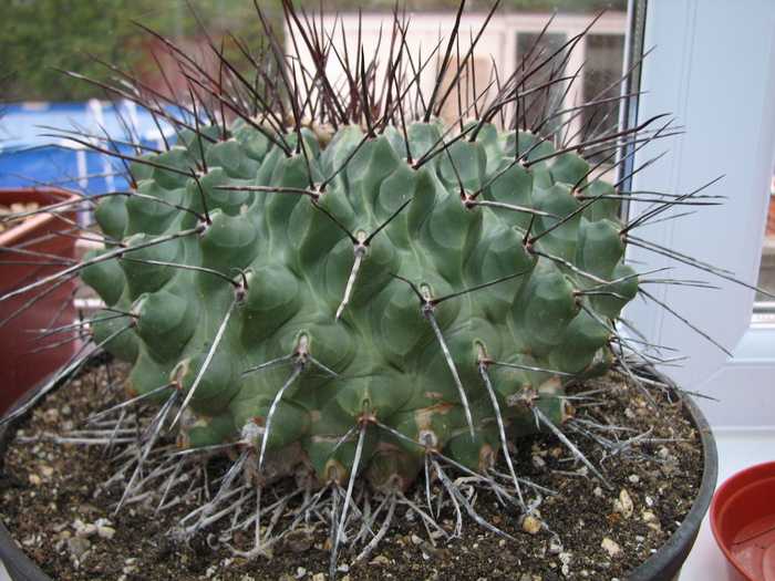 Thelocactus rinconensis - cactusi NO NAME