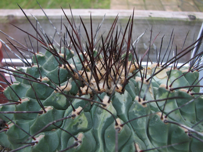 Thelocactus rinconensis - cactusi NO NAME