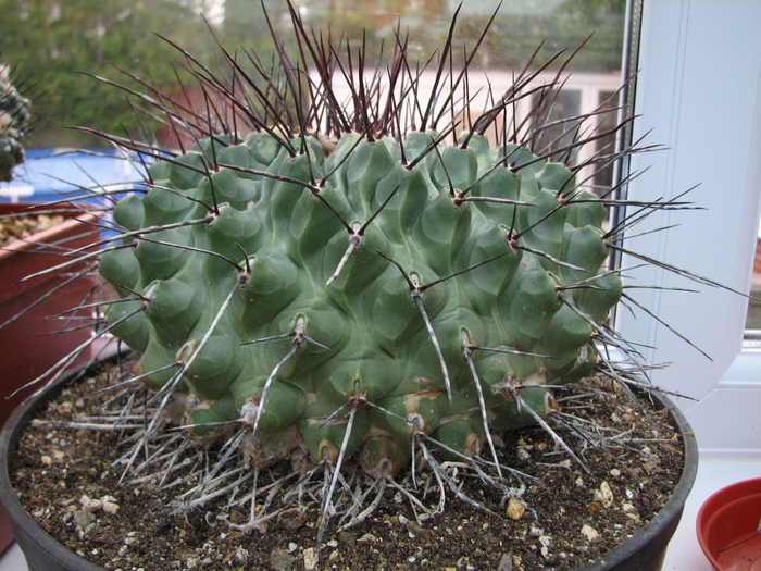 Thelocactus rinconensis - cactusi NO NAME