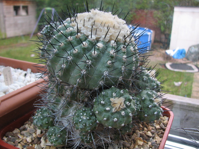 Necunoscuta 2 - posibil Copiapoa - cactusi NO NAME