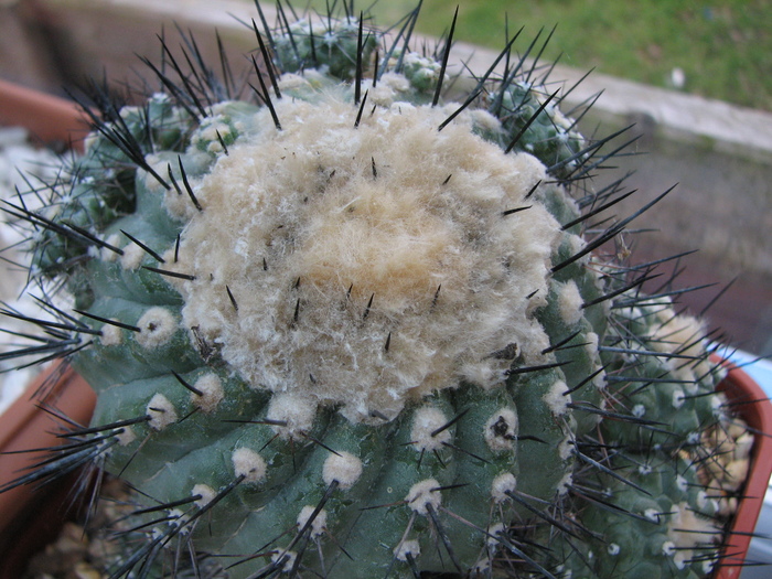 Necunoscuta 2 - posibil Copiapoa - cactusi NO NAME