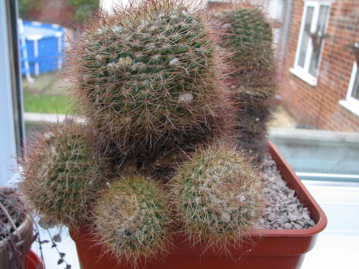 Notocactus schlosseri