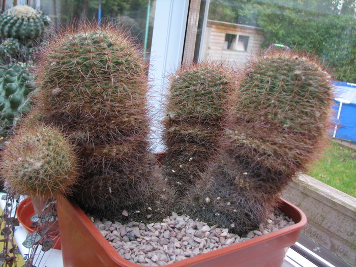 Notocactus schlosseri - cactusi NO NAME