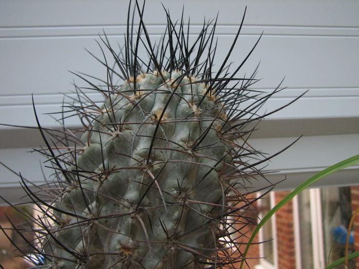 Necunoscuta 4 - cactusi NO NAME