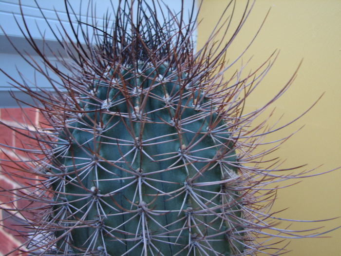 Necunoscuta 5 - cactusi NO NAME