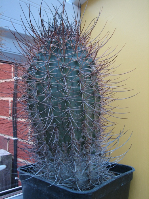 Necunoscuta 5 - cactusi NO NAME