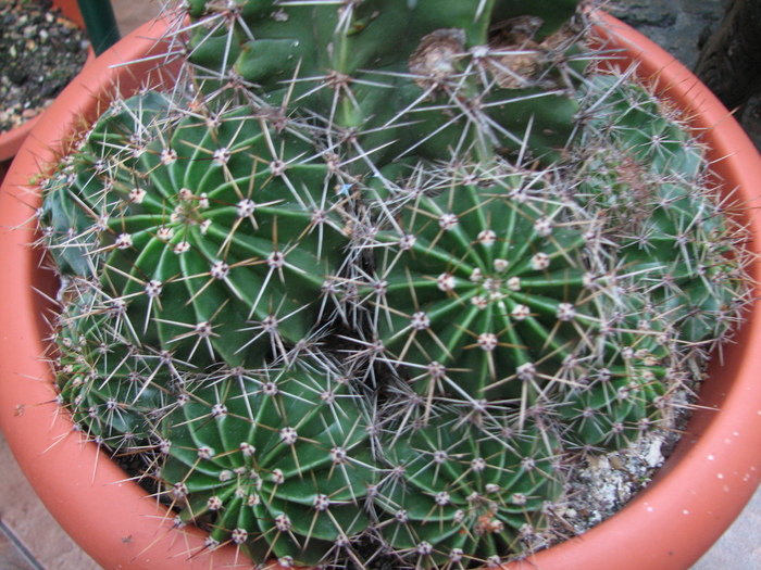 Necunoscuta 6 - Echinopsis, floare alba, mirositoare - cactusi NO NAME