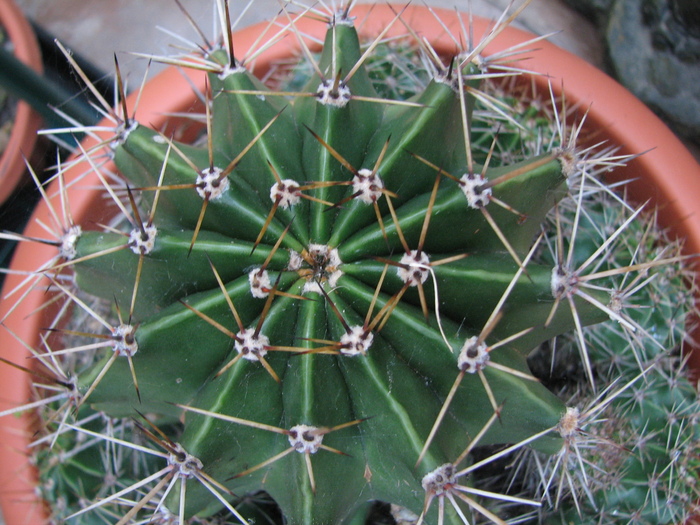 Necunoscuta 6 - Echinopsis, floare alba, mirositoare - cactusi NO NAME