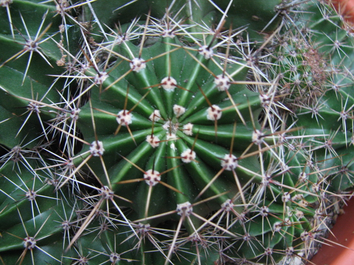 Necunoscuta 6 - Echinopsis, floare alba, mirositoare - cactusi NO NAME
