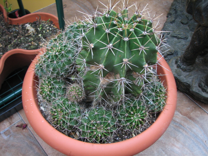 Necunoscuta 6 - Echinopsis, floare alba, mirositoare