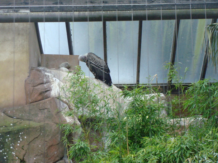 zoo Londra (12)