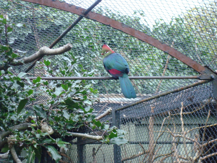 zoo Londra (37) - ZOO LONDRA