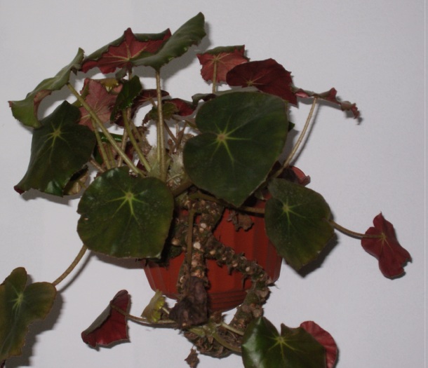 Begonia erytrophylla - Plante