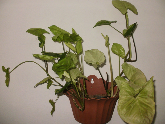Syngonium podophyllum - Plante