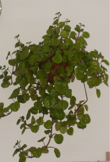 Plectranthus verticillatus - Plante