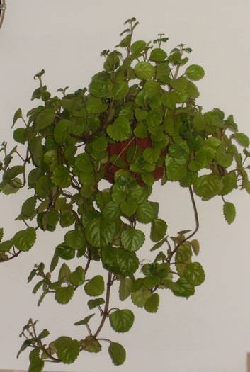 Plectranthus verticillatus - Plante