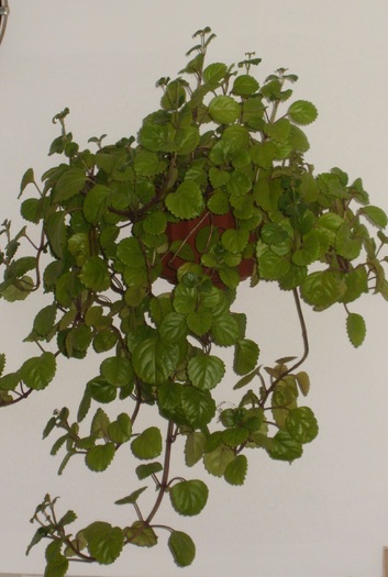 Plectranthus verticillatus