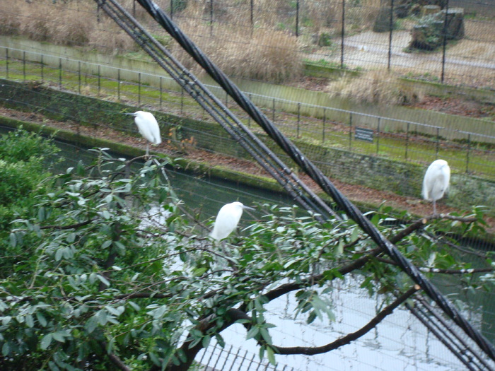 zoo Londra (54)