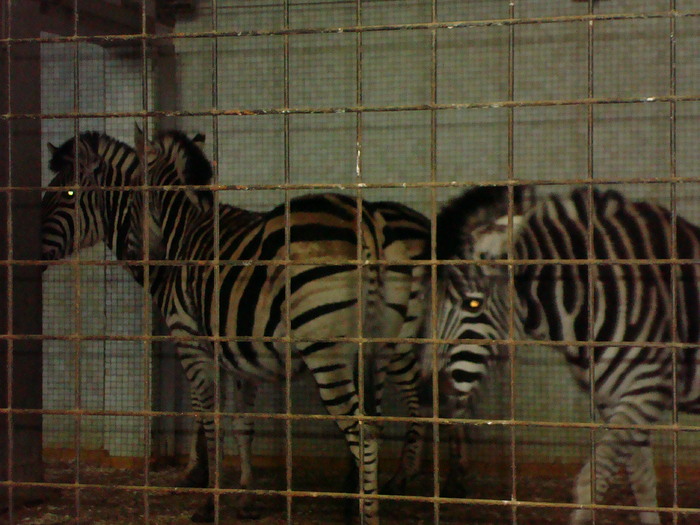 zoo Londra (62) - ZOO LONDRA