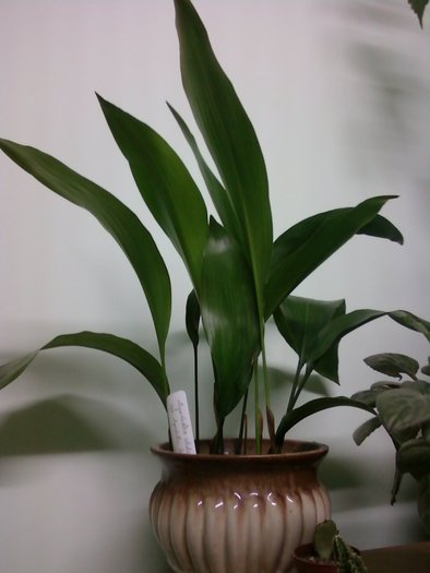 Aspidistra elatior