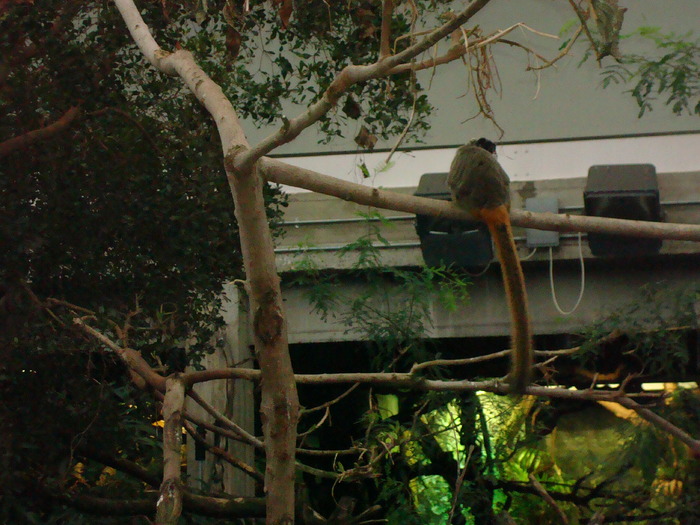 zoo Londra (85)