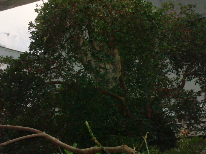 zoo Londra (89)