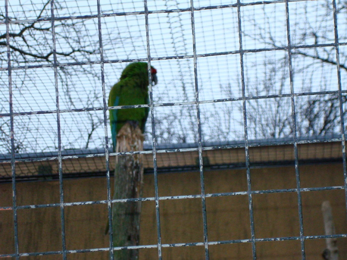zoo Londra (123) - ZOO LONDRA
