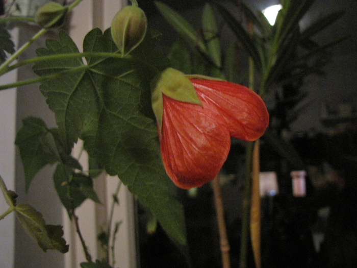 Abutiloni 25 ian 2011 (3) - abutilon