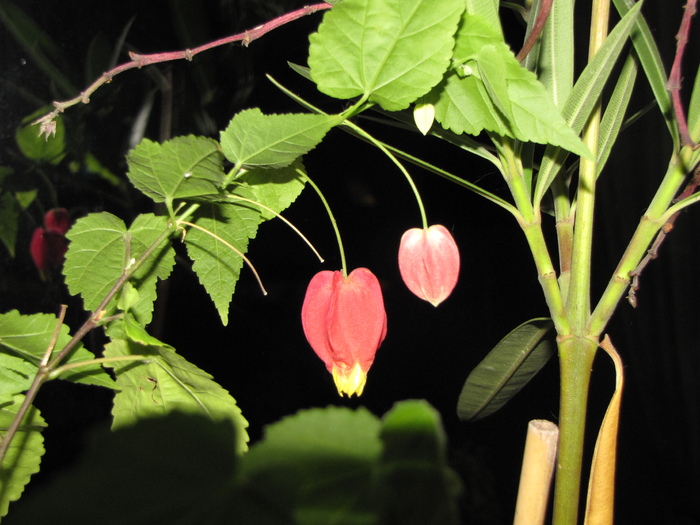 Abutiloni 25 ian 2011 (5) - abutilon