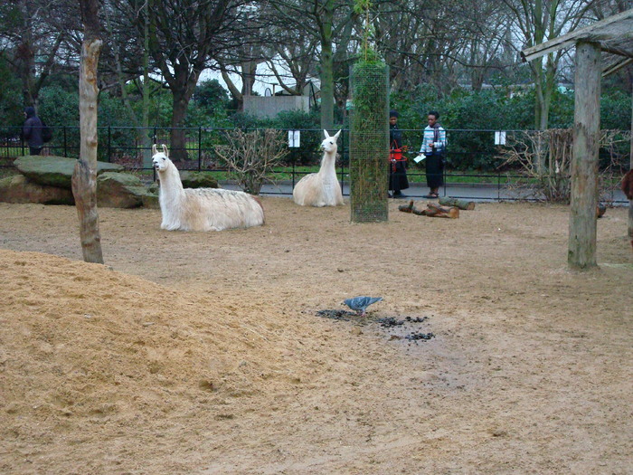 zoo Londra (137)