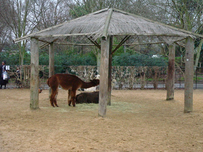 zoo Londra (138) - ZOO LONDRA