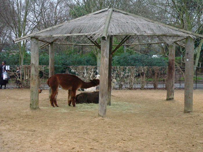 zoo Londra (138)