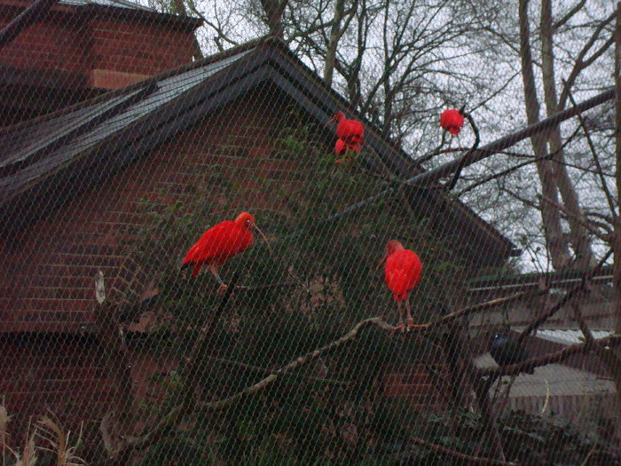 zoo Londra (146) - ZOO LONDRA