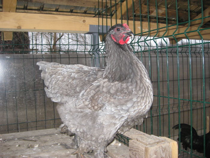 gaina brahma albastru 2010; poze ianuarie
