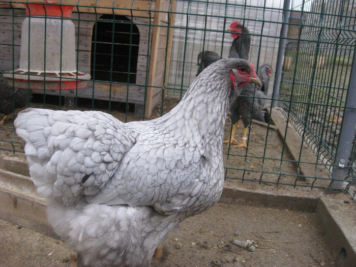 brahma albastru; poze ianuarie 2011
