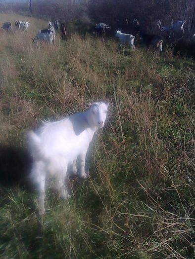 Imagine0998 - la pascut