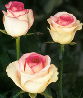 rose-dolce-vita