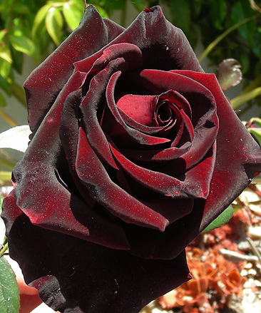 black-magic